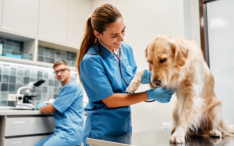 Veterinary office and pet boarding security system solutions keep your practice secure around the clock.